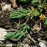 Helianthemum neopiliferum Elinympäristö