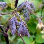 Chaerophyllum temulum Leaf