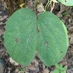 Bauhinia purpurea Leaf