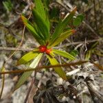 Ernodea littoralis Habit