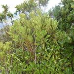 Phelline brachyphylla Hábito