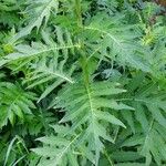 Cirsium alsophilum Leaf