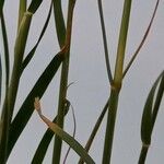 Stipa capensis Coajă