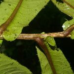 Ardisia auriculata Bark