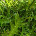 Cirsium rivulare Likasa