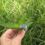 Commelina diffusaFlower