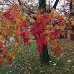 Liquidambar orientalisLehti