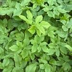 Imperatoria ostruthium Likasa
