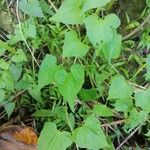 Mikania micrantha Leaf