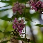 Pongamia pinnata Blad