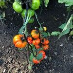 Solanum aethiopicum Fruit