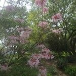 Rhododendron canescens Çiçek
