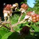 Rubus fissipetalus