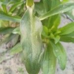 Dianthus barbatus Leaf