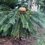 Cycas revoluta Flower