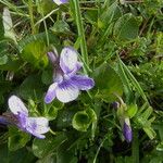 Viola palustris Habit