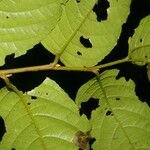 Perrottetia longistylis Leaf