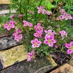 Saxifraga rosaceaBlomma