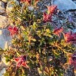 Thymus dolomiticus Blatt