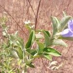 Bonamia spectabilis Blatt