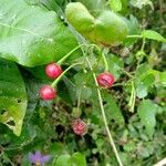 Solanum trilobatum Frucht