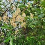 Salix bebbiana Flower