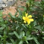 Gutierrezia spathulata Flor