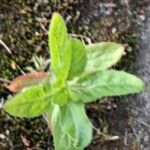 Epilobium hirsutumLeaf