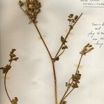 Daucus muricatus Λουλούδι