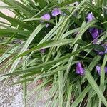 Tradescantia virginiana Blatt