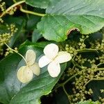 Hydrangea petiolaris 花