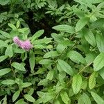 Spiraea salicifolia 形態