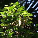 Coronanthera deltoidifolia