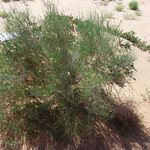 Calligonum polygonoides عادت داشتن