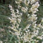 Agrostis stolonifera Λουλούδι