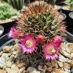 Mammillaria backebergiana Floare