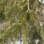 Picea rubens叶