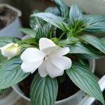 Impatiens wallerianaFlors