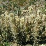 Castilleja nana Hábito