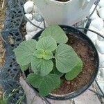 Salvia tiliifolia ഇല