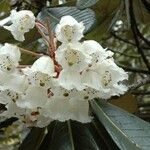 Rhododendron sinogrande Kukka