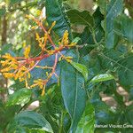 Palicourea padifolia Kvet