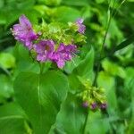 Mirabilis nyctaginea Цвят