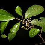 Dendrobangia boliviana অন্যান্য