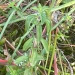 Mentha pulegium Leaf