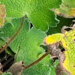 Geranium renardii Bark