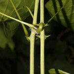 Dioscorea urophylla Ŝelo