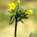 Linaria simplex Flower