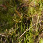 Fimbristylis autumnalis Flower