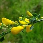 Cytisus scoparius Flor